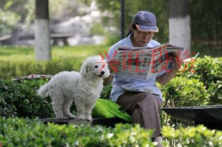 好聽的寵物公司名字大全,高端好聽有吸引力